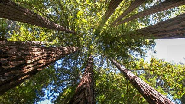 The Steps Involved in Our Tree Care Process in Rohnert Park, CA